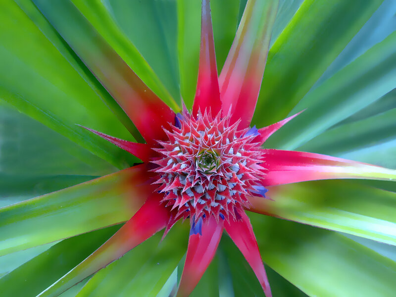 Red Bromeliad Flower — Vibrant, Photograph, Green Leaves