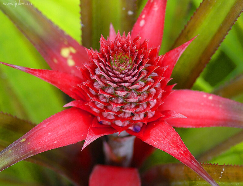 Red Bromeliad Flower — Vibrant, Photograph, Leaves