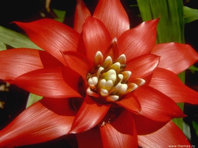 Red Bromeliad Flower — Vibrant, Photograph
