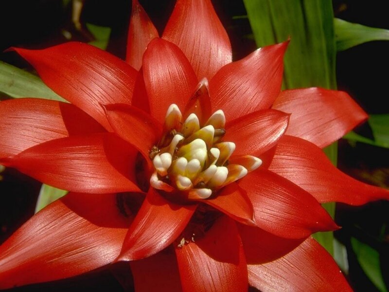 Red Bromeliad Flower — Vibrant