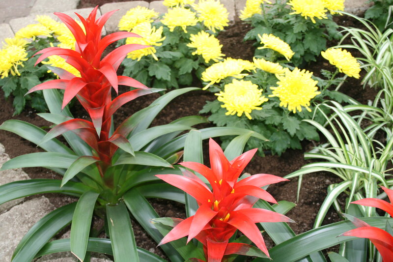 Red Bromeliad Flowers — Calm, Afternoon