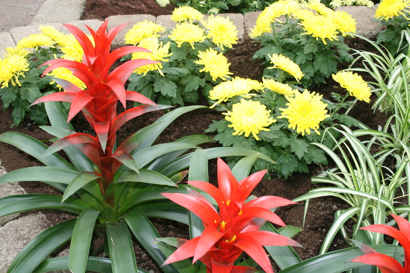 Red Bromeliad Flowers — Calm