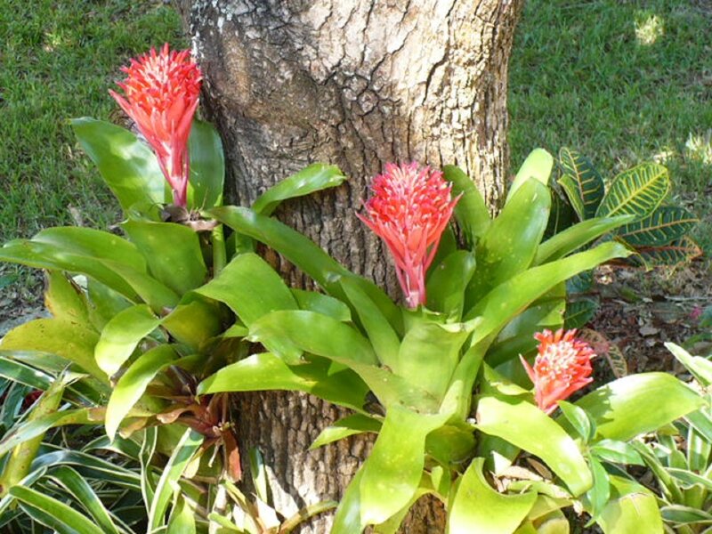 Red Bromeliad Flowers — Green