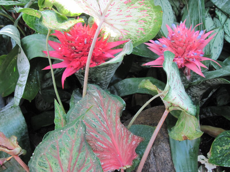 Red Bromeliad Flowers — Natural
