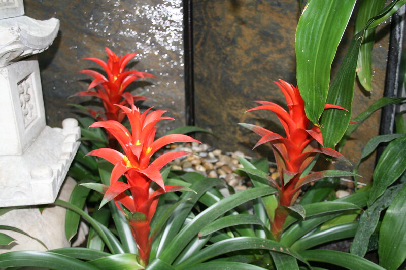 Red Bromeliad Flowers — Serene