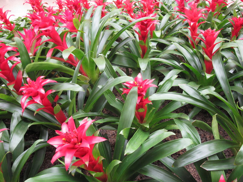 Red Bromeliad Flowers