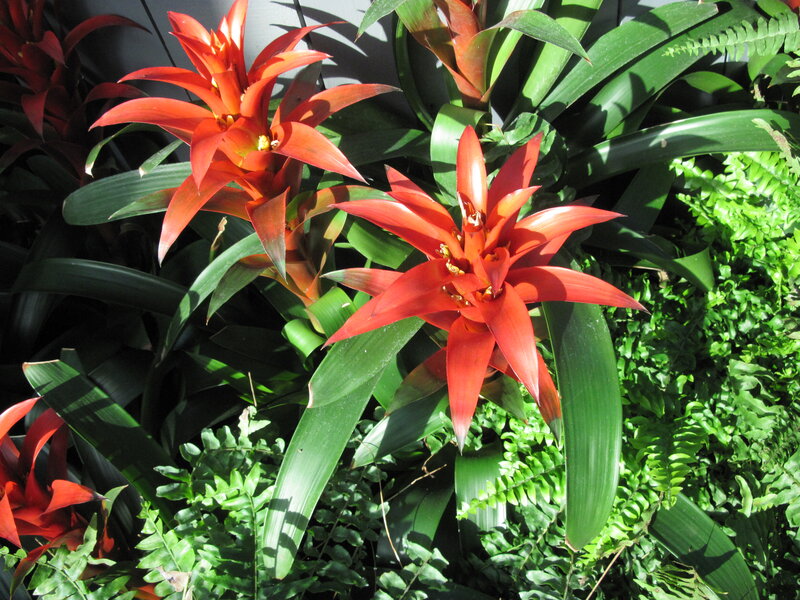 Red Bromeliad Flowers — Vibrant