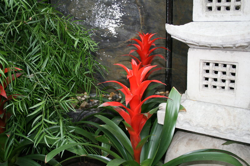 Red Bromeliad Plant — Serene