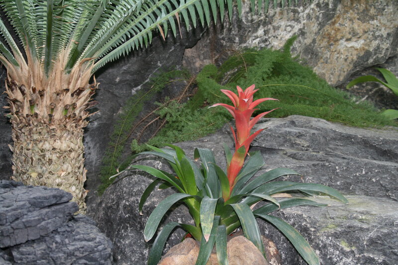 Red Bromeliad Plant