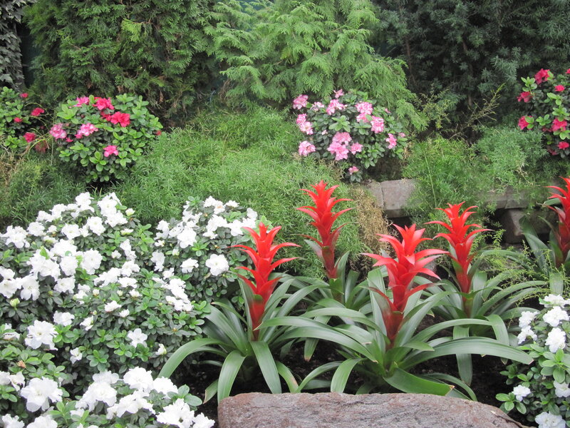 Red Bromeliad Plants — Green, Serene