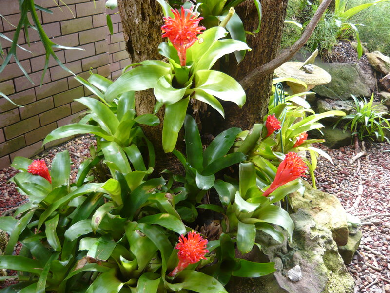Red Bromeliad Plants — Green