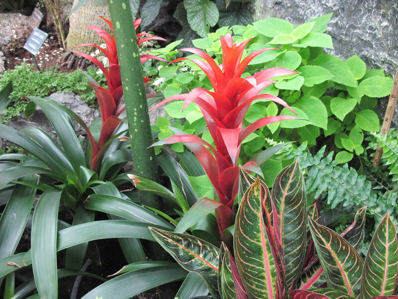 Red Bromeliad Plants — Natural, Photograph