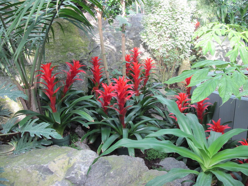 Red Bromeliad Plants — Natural