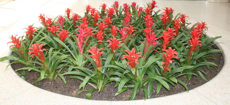 Red Bromeliad Plants