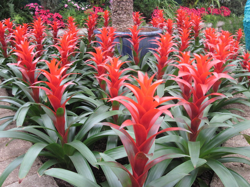 Red Bromeliad Plants — Vibrant, Afternoon