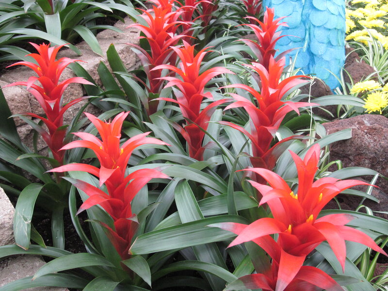 Red Bromeliad Plants — Vibrant, Photograph, Green Leaves