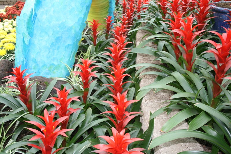 Red Bromeliad Plants — Vibrant, Photograph