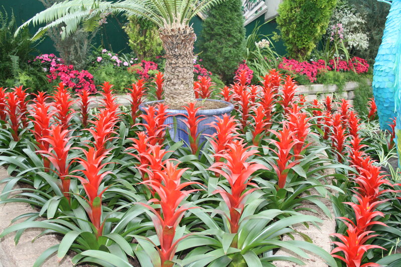 Red Bromeliad Plants — Vibrant
