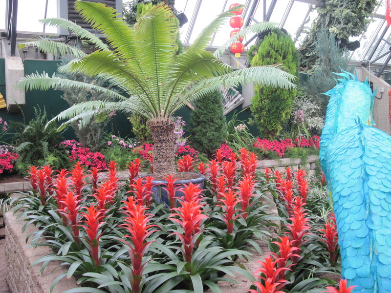 Red Bromeliads in Greenhouse