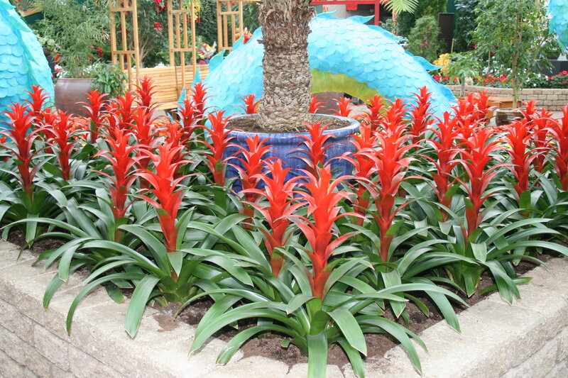 Red Bromeliads in Planter