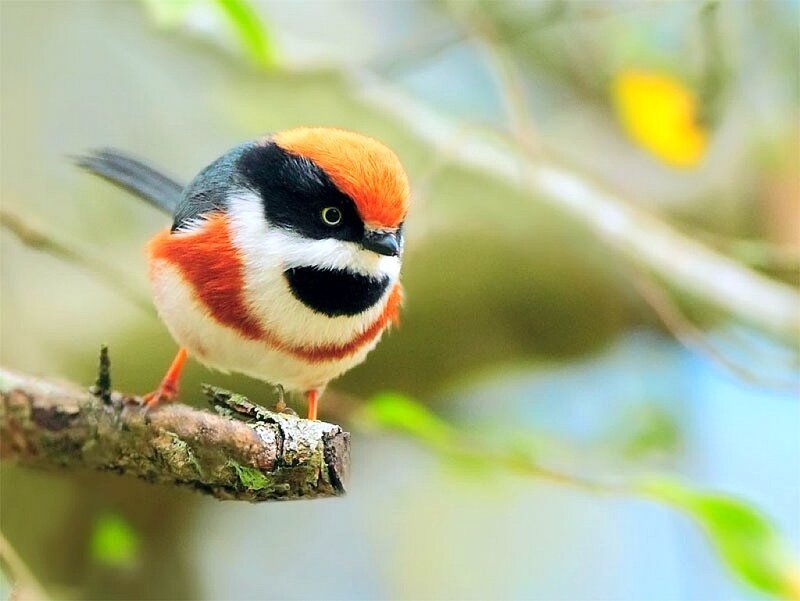 Red-browed Babbler