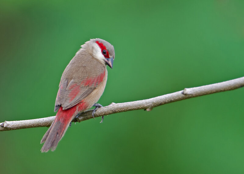 Red-browed Finch — Green