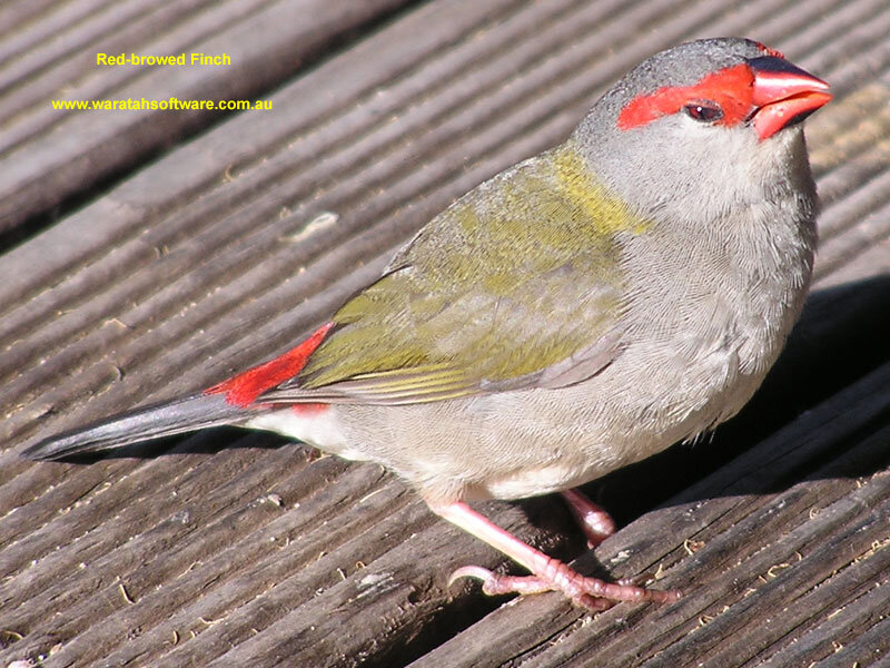 Red-browed Finch