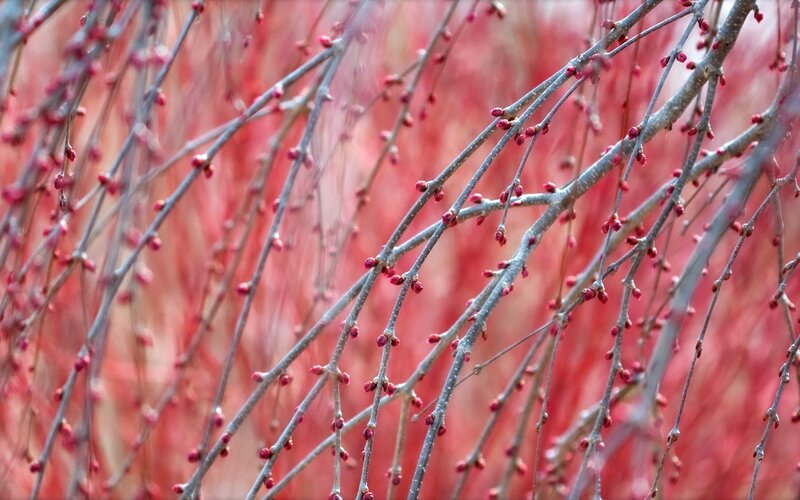 Red-budded Branches