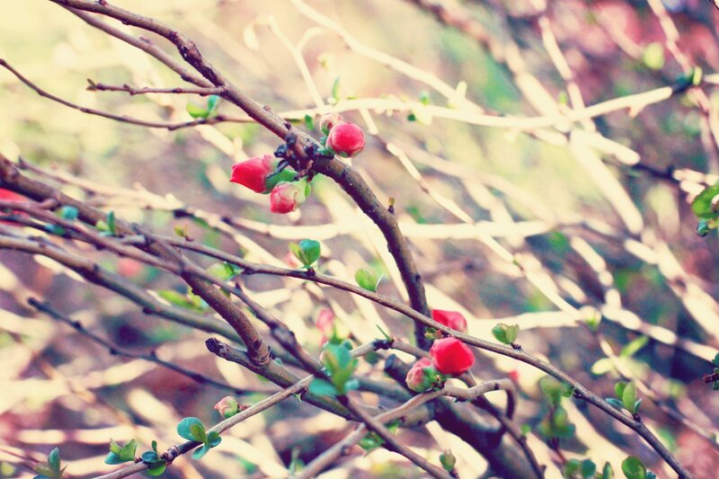 Red buds on a tree branch