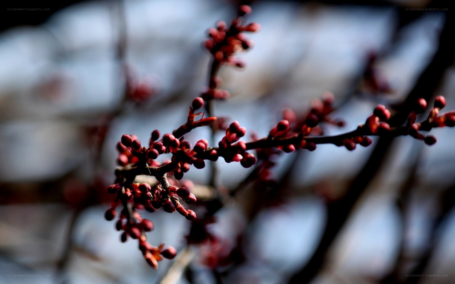 Red buds on a tree branch