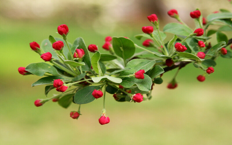 red buds on a tree branch