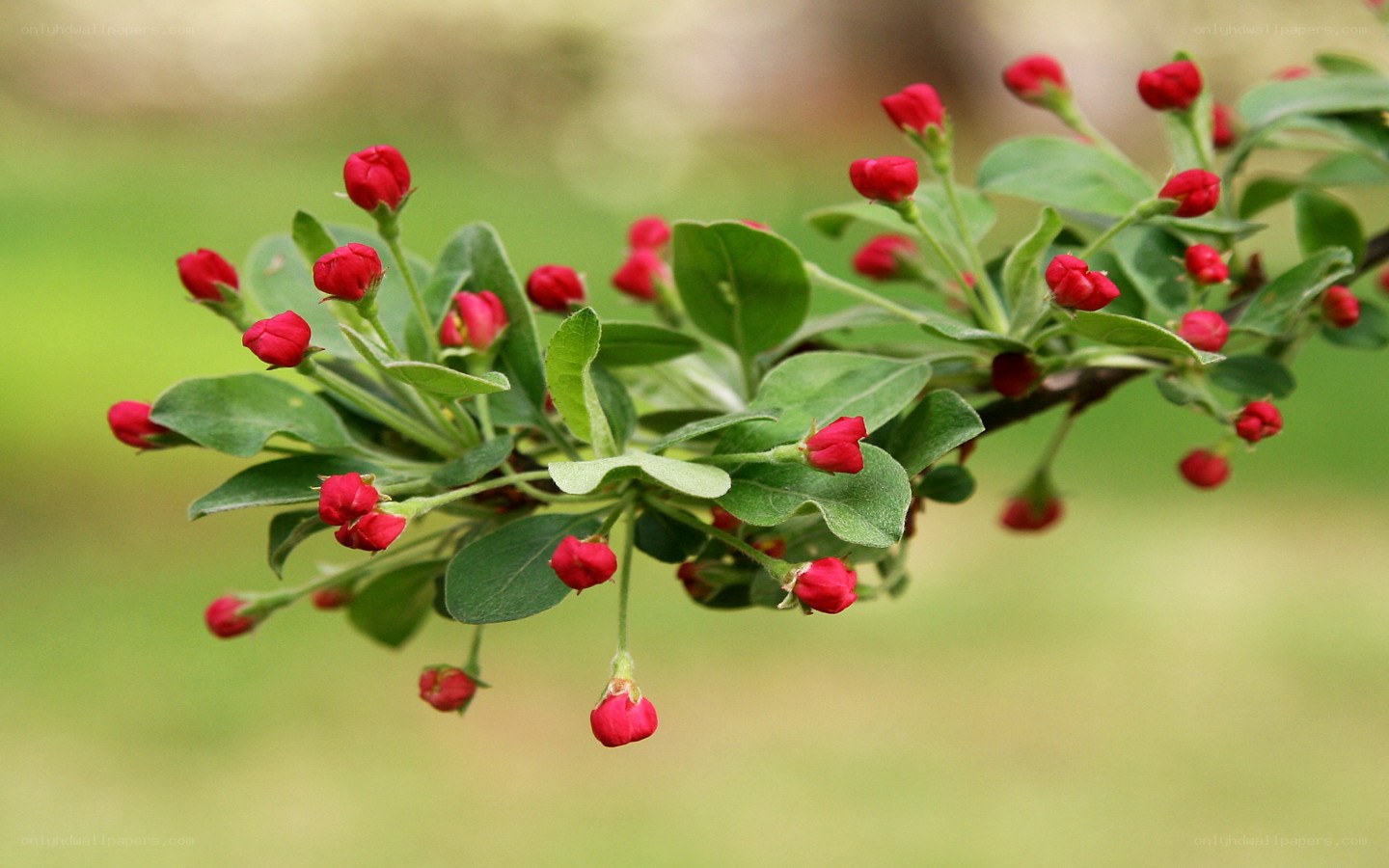 red buds on a tree branch
