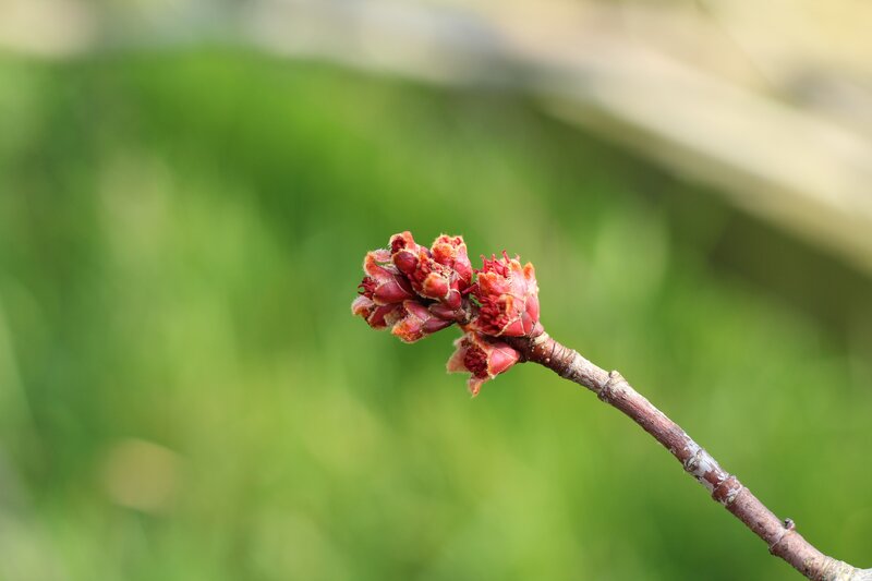 Red buds on a tree branch