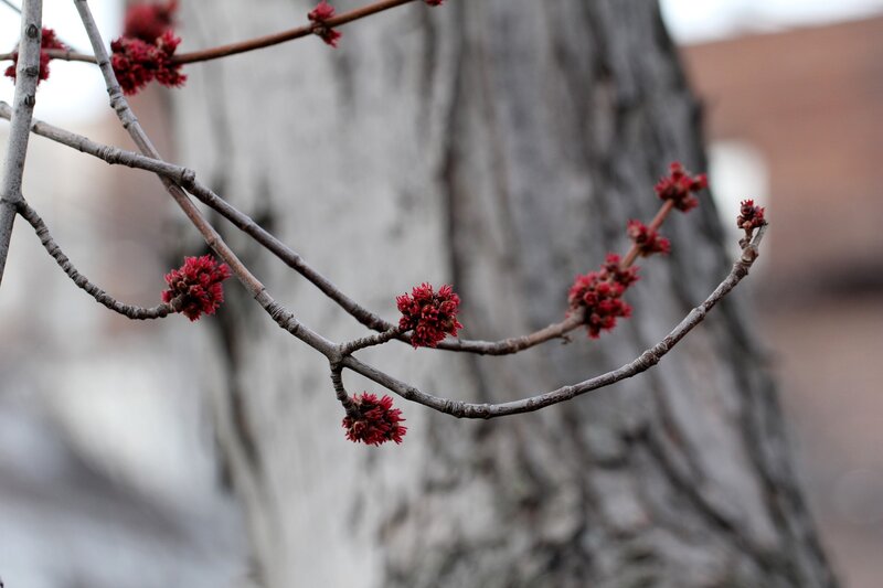 Red buds on tree branches