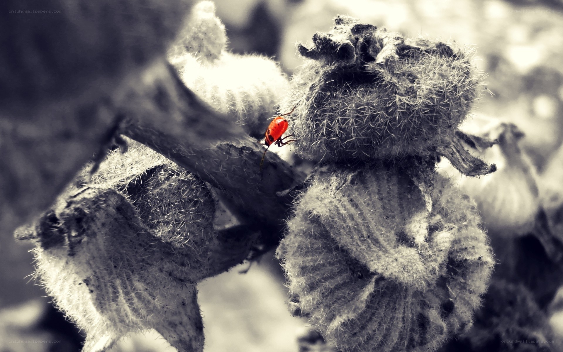 red bug on fuzzy plant