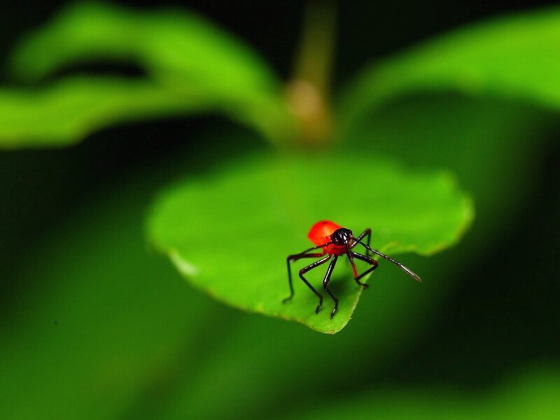Red bug on green leaf