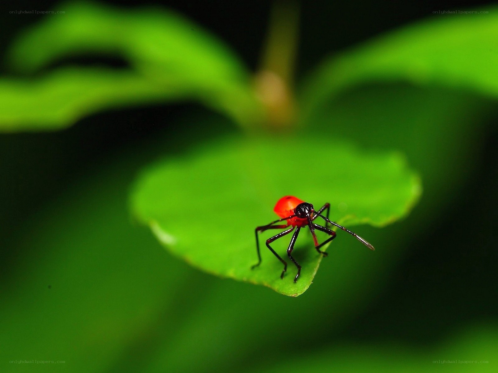 Red bug on green leaf