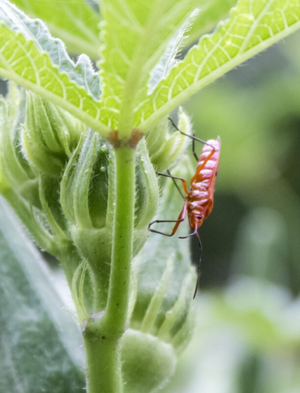 red bug on green plant