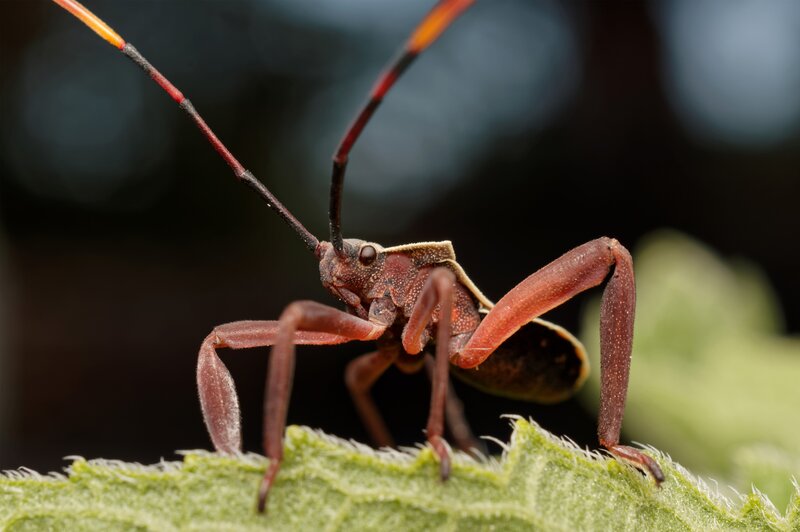 Red Bug on Leaf