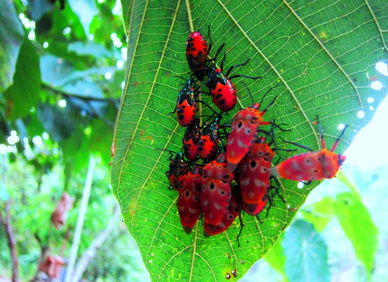 Red Bugs on Green Leaf