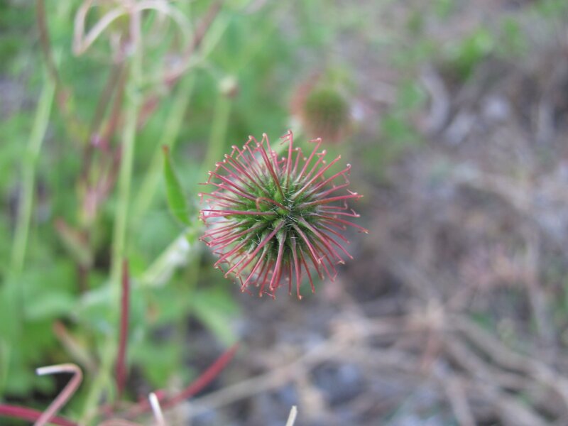 red burdock seed head