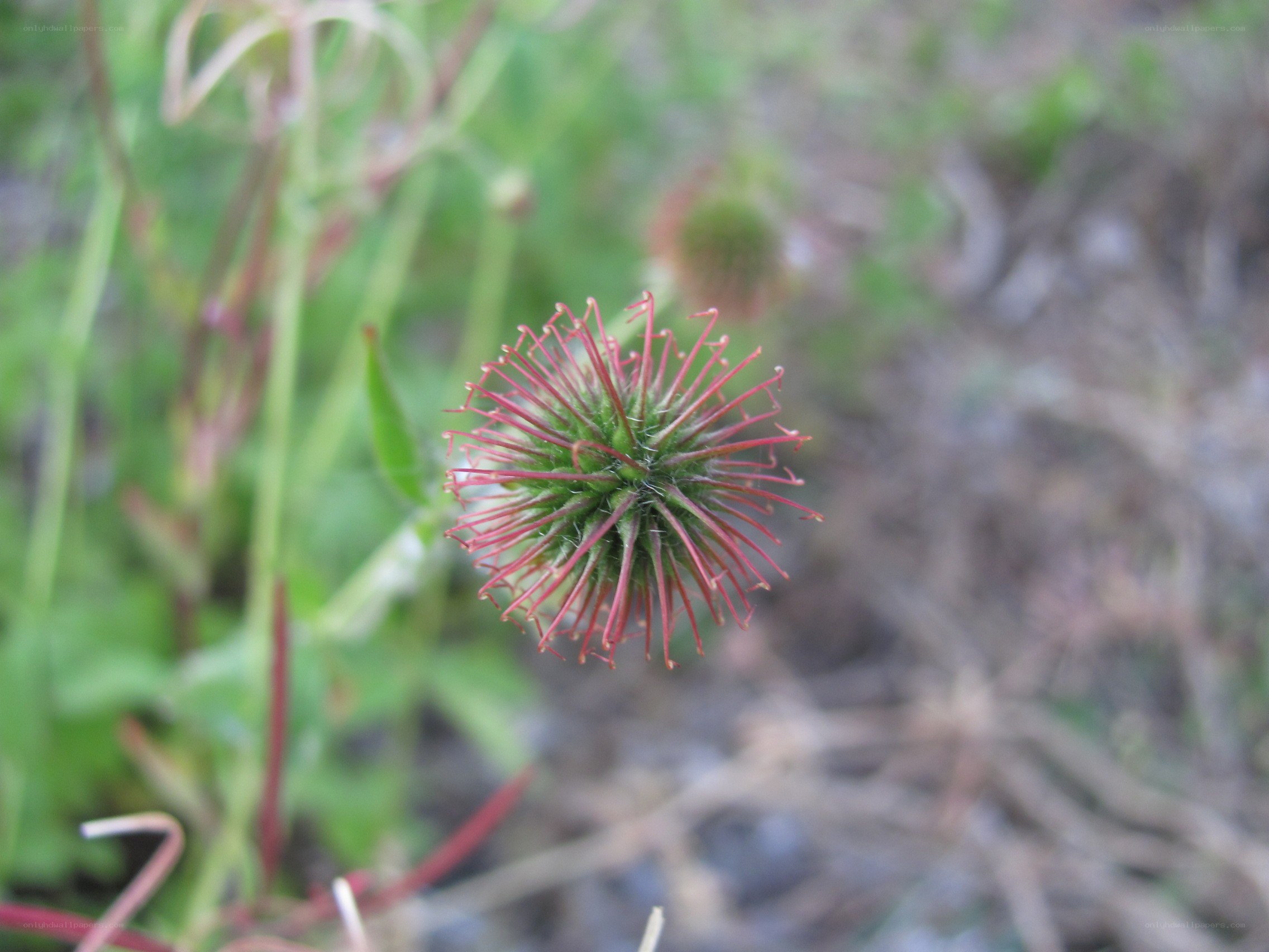 red burdock seed head