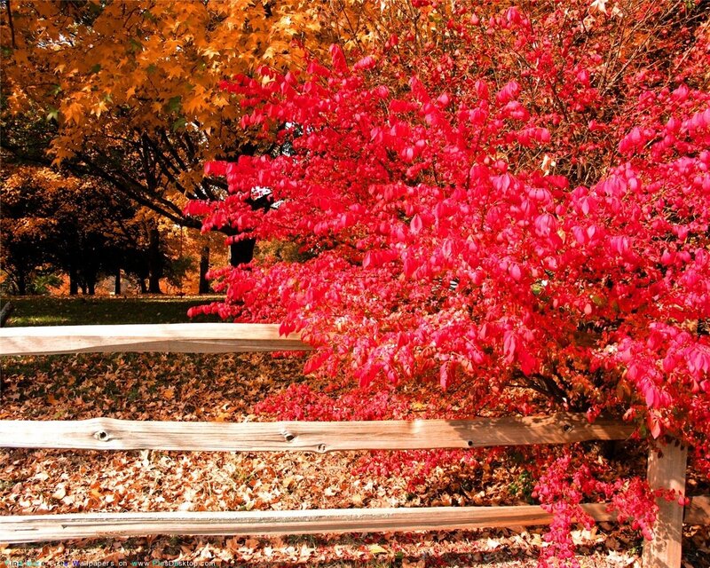 Red Bush Behind Fence — Serene