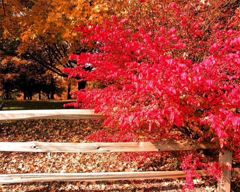 Red Bush Behind Fence