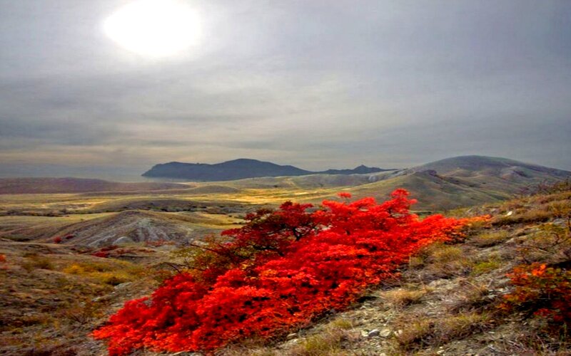 Red Bush on Hillside