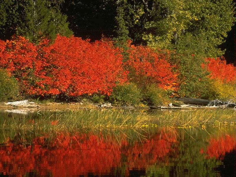 Red Bushes by Lake