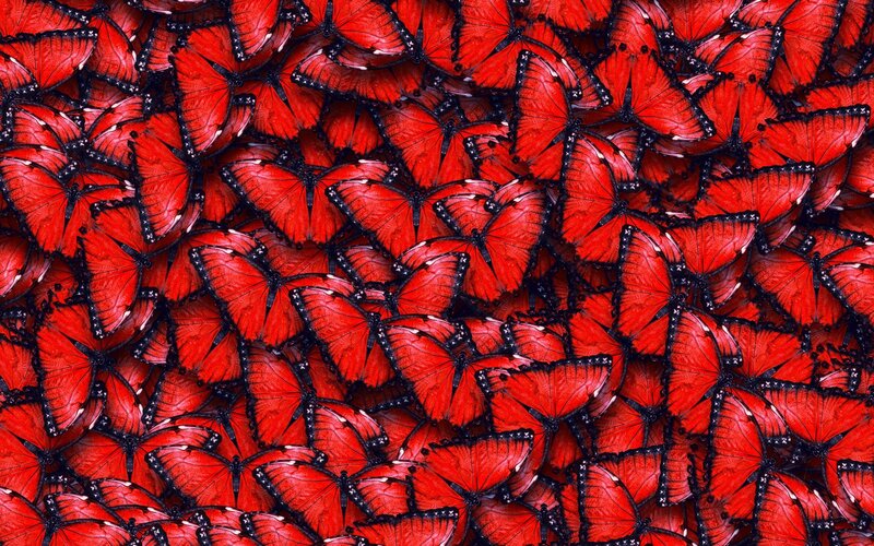 Red Butterflies