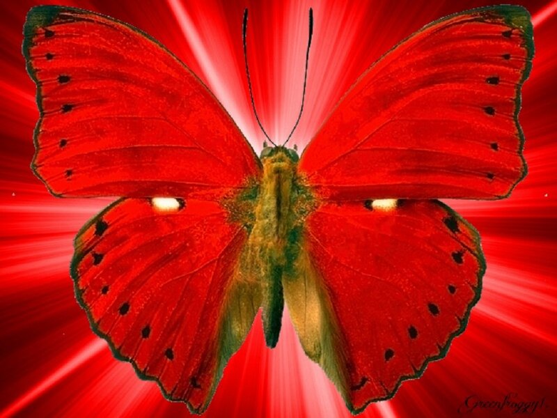 Red Butterfly — Dramatic, Digital Art, Wings