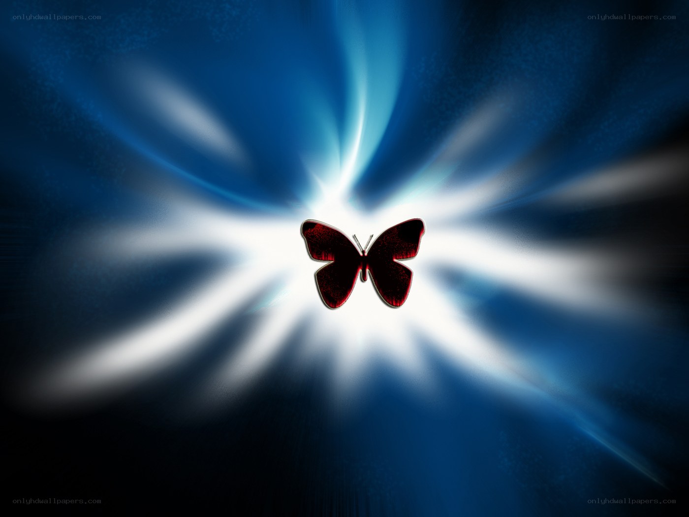 red butterfly in blue light