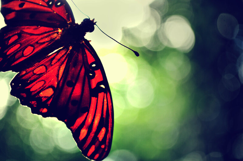 Red Butterfly in Sunlight